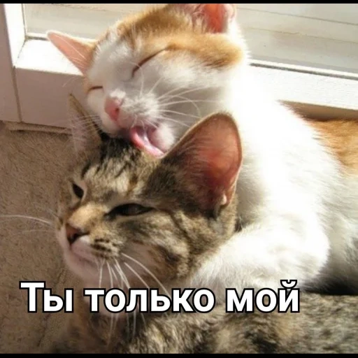 кошечка, любимый котик, котики любовь, кошачья любовь, кот облизывает кошку