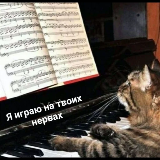 кот пианино, кот пианист, котик пианино, кот играющий пианино, котик играющий пианино умер