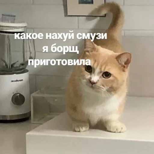 кот, кошка, животные, кот кухне, домашние животные