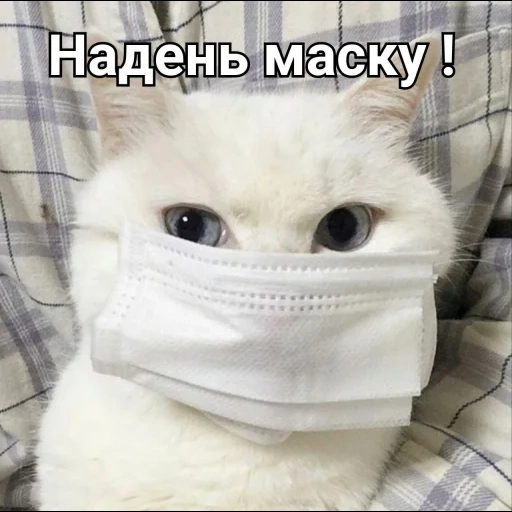 котики масках, мемный кот маске, в медицинской маске, кот медицинской маске, смешные медицинские маски