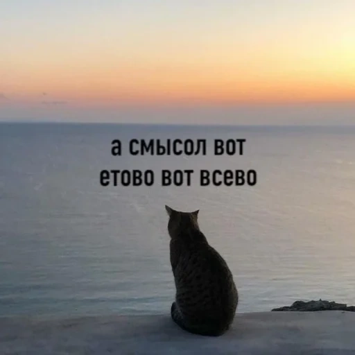 кот, котик, кот у моря мем, животные милые, кот перед морем мем