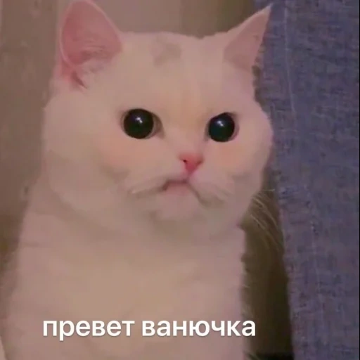 кошка, кошка мем, котенок мем, мемный котик, милые котики