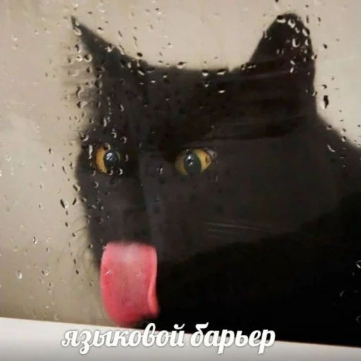 кот, кошка, черный кот, кошка черная, черный кот показывает язык