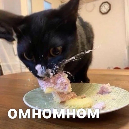 кот, кошки, кот обед, кот ест торт, кошка животное