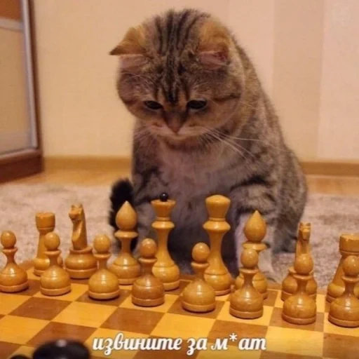 шахматы, игра шахматы, кот шахматист, играть шахматы, белый кот шахматы