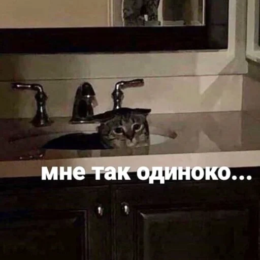 кот, кот кот, мем кот, кот раковине, кот кухне мем