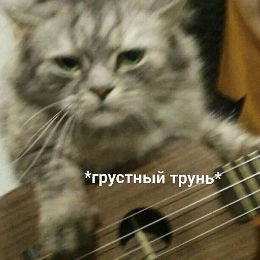 котик, кот бард, грустный трунь, кот гитарой мем, грустный трунь кот