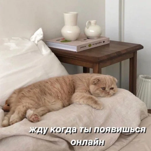 кот, кошка, кошечка, утро котики, котик кровати