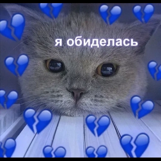 кот, кошка, котики, животные милые, милые пикчи котиками люблю тебя