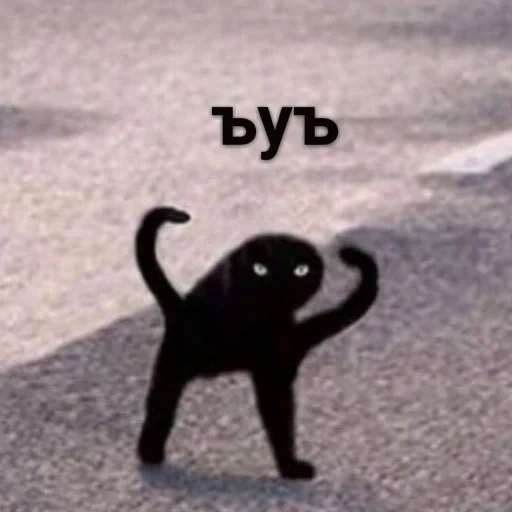 кот ъуъ, черный кот ъуъ, ъуъ оригинал кот, черный кот мем ъуъ, ъуъ съука черный кот мем