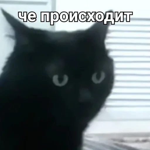 кот, кошка, кот черный, котик черный, бомбейская кошка