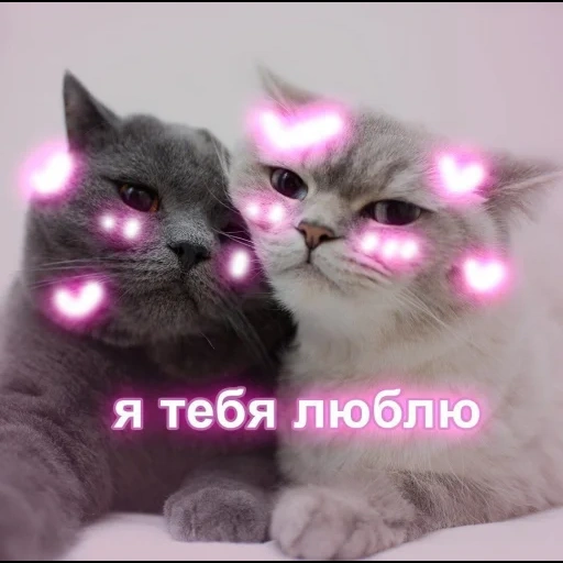 любить тебя, я люблю тебя, котики любовь, люблю тебя котик, люблю тебя котенок