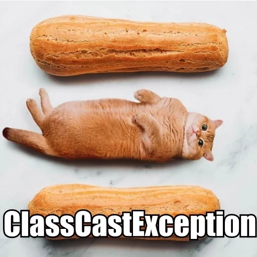 kucing, meme roti, vafla cat, makanan binatang, kucing itu lucu