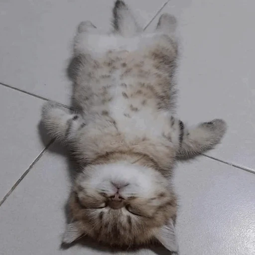 kucing, kucing, kucing, kucing itu lucu, kucing tidur