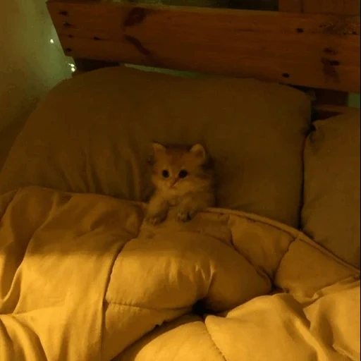 kucing, kucing, kucing kucing, funkin jumat malam, saya di tempat tidur kecil konyol menghindari