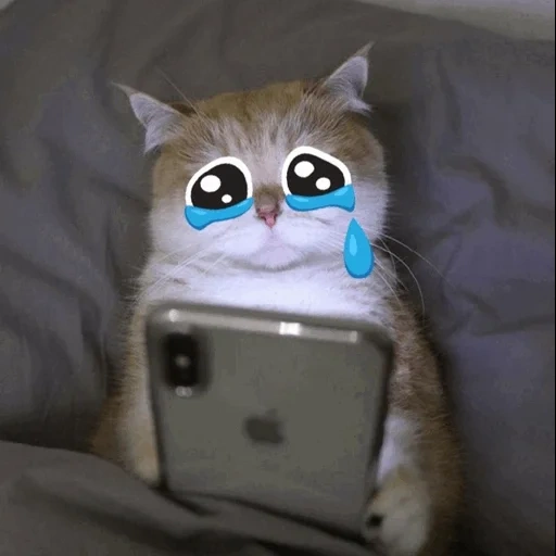 chat, mème de chat, le chat est un téléphone, cher cat meme, un téléphone de chat