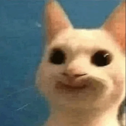 memes, memes de gatos, memes divertidos, memic lindo gato, los animales son divertidos