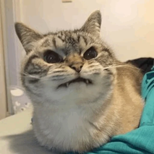 angry cat, cat mema, evil cat, evil cat mem, satisfied cat meme