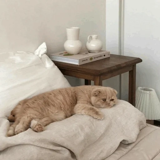 cat, morning cats, cute cats, cat of the bed, charming kittens