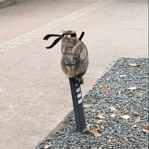 cats de humor, el gato es divertido, animales divertidos, samurai no tiene solo objetivo el camino, samurai no tiene objetivo solo tener un camino