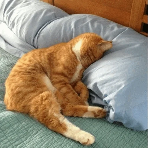 morning cat, o gato está cansado, gato dormindo, o gato é preguiçoso, gato cansado