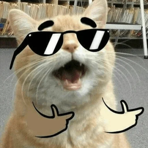 gato, gato gato, meme de gato, memes de gatos