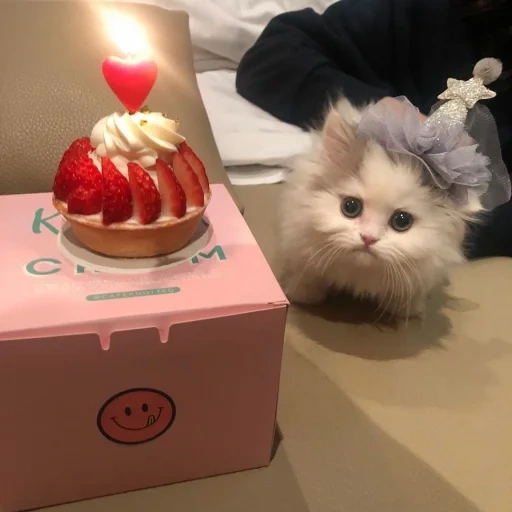 cute kittens, cute cats, cute cats are funny, a cute cat with a cake, the most cute animals
