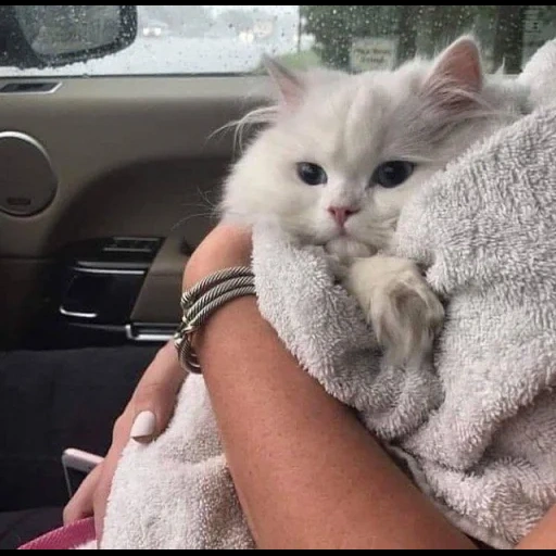 gato, gato, gato, manijas del kit, los gatos son hermosos