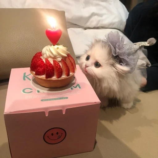 hewan lucu, kucing lucu itu lucu, kucing lucu dengan kue, hewan paling lucu, hewan peliharaan yang indah