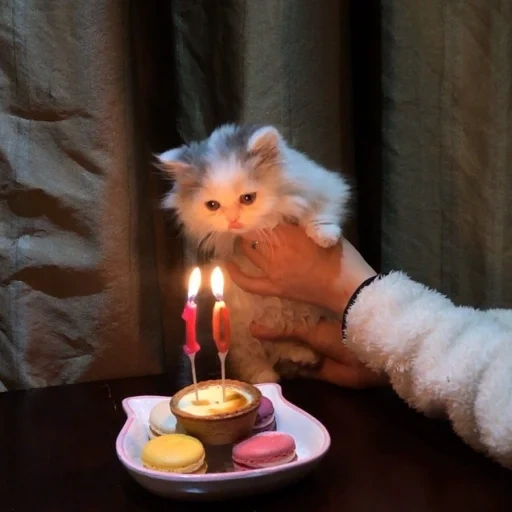cat, cat, cat with a candle 8, kitten palm, womb birthday