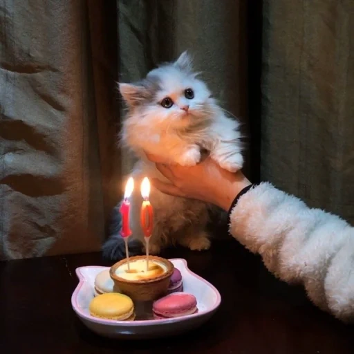 gatto, gatti, gatto, un gatto, un gatto carino con una torta