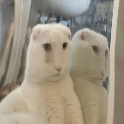 cat, i see, the cat is white, scottish cat