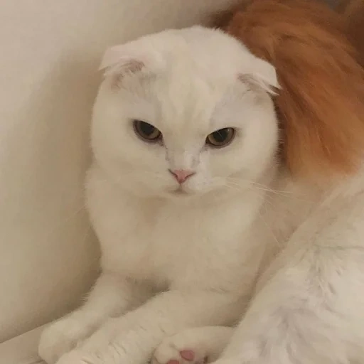 vysloux cat, vyslowry cat is white, white metis vysloukhiy, scottish vsegian cat, scottish vysloux cat white