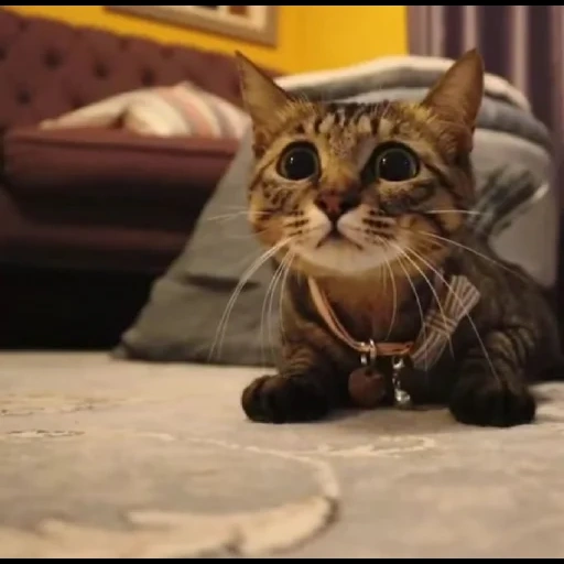 cats, cats, chatons, les chats sont drôles, hilarant cat