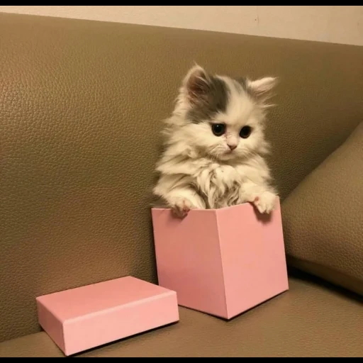 cute cat, cute cats, a kitten with a gift, the most cute cats game, photos of cute cats