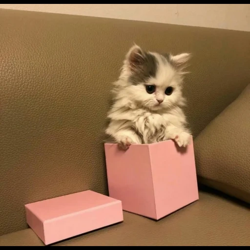 lindo gato, gatos lindos, un gatito con un regalo, el juego de gatos más lindo, fotos de lindos gatos