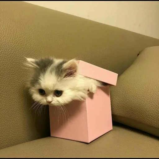 der kater, katze, süße katzen, ein kätzchen mit einem geschenk, das niedlichste katzenspiel