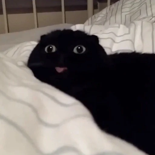der kater, katze, schwarzer kater, süßes schwarzes katzenmeme, schwarze katze zeigt die zunge
