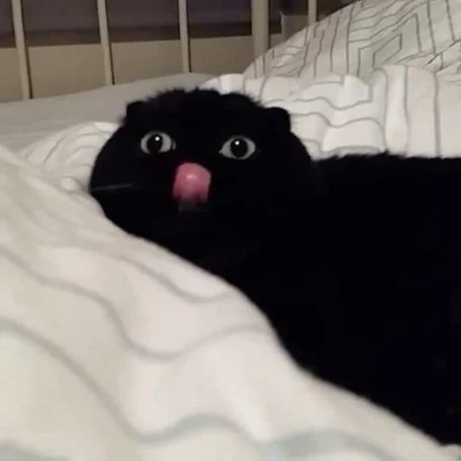 gatto, gatti divertenti, i gatti sono divertenti, carino meme di gatto nero, il gatto nero mostra la sua lingua