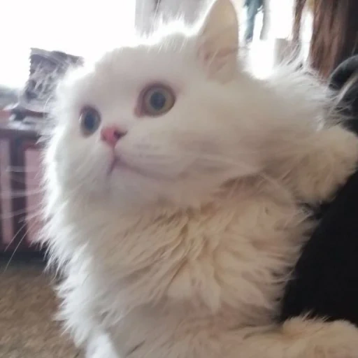 der kater, katze, katzentier, persische katze, türkische angora katze