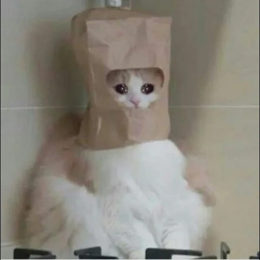 the cats are funny, cat with a bag of head, cats with a bag of head, cute cats are funny, a cat with a box of the head