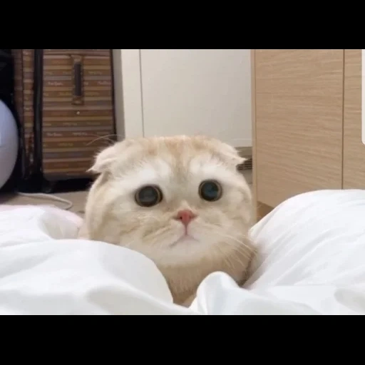 scottish fold, charmant phoque, animaux félins, les animaux sont mignons, les animaux sont ridicules