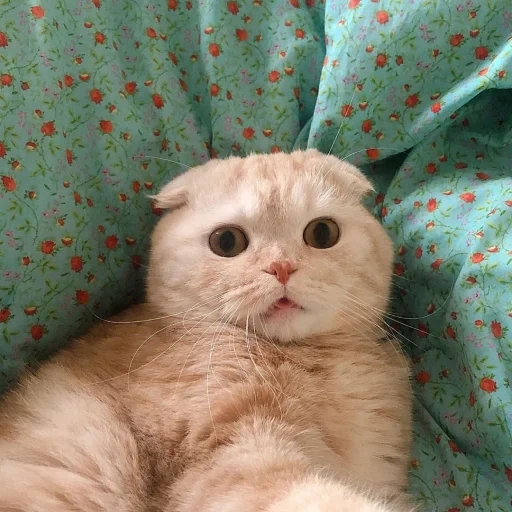 cat, hmm cat, scottish fold, cute cats, the animals are cute