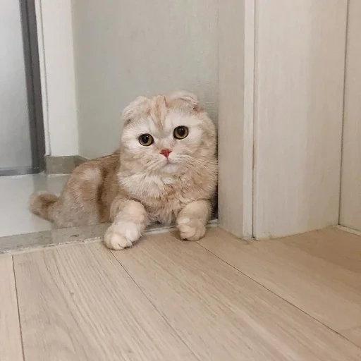 scottish fold, vysloux cat, vysloukhi scottish fold, scottish vsegian cat, scottish berth cat