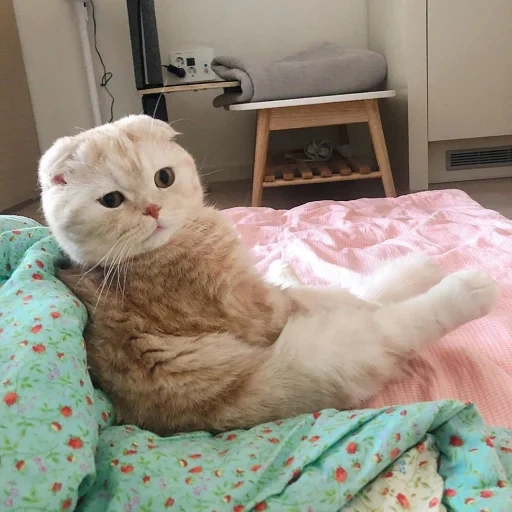 scottish fold, vysloux cat, vysloukhay cat, scottish cat, scottish berth cat