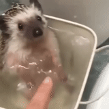 acqua di hedgehog, riccio si sta lavando, hedgehog domestico, piccolo porcospino, riccio nuota nella vasca da bagno