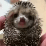 hedgehog-hedgehog, hedgehog carino, hedgehog sbadiglia, hedgehog nano, hedgehog nano africano
