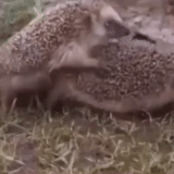 hedgehogs, hedgehog hedgehog, hedgehogs with hedgehogs, the remaining, the animals are cute
