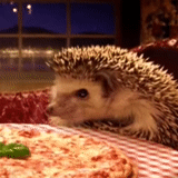 hedgehog, hedgehogs, the hedgehogs are small, hedgehog eats a delicious one