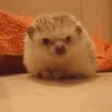 makhachkala, dear hedgehog, hedgehog is home, little hedgehog, dwarf hedgehog